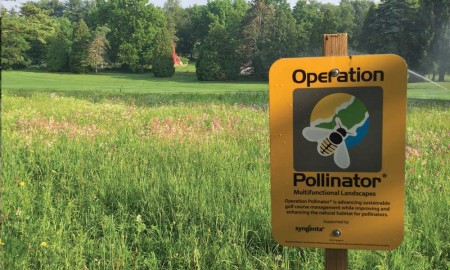 bees on golf courses