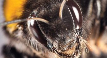 The Buzz about Bees on Golf Courses