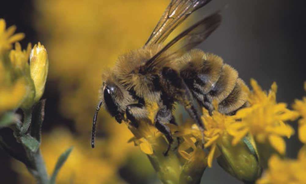 bees on golf courses