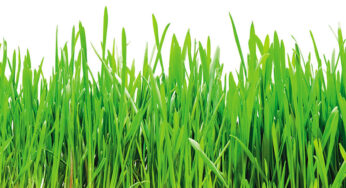 Aspen Valley Landscape Supply Joins Forces with SiteOne Landscape Supply
