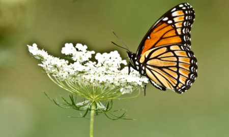 Monarch Butterfly