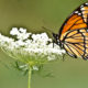 Monarch Butterfly