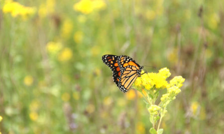 Monarch Butterfly