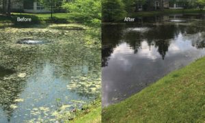 Diversified Waterscapes Before and After