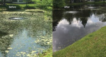 A Pond’s Life