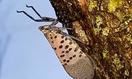 Arborjet Lanternfly