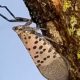 Arborjet Lanternfly