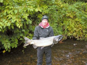 Steve Kealy, the superintendent at Glendale Country Club, displays a 40-pound king salmon that returned to spawn at tiny Kelsey Creek.