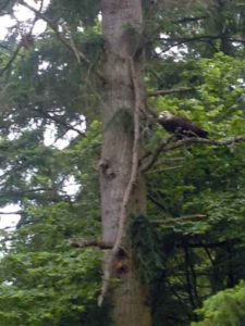 Bald eagle with a Titleist in its mouth.