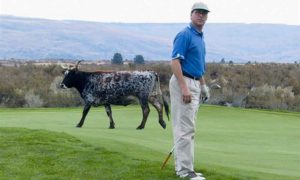 Author’s golf pal, Allen Schauffler, uncertain where to turn after a large bovine suddenly appears on the 10th tee at Alta Lake GC in north-central Washington.