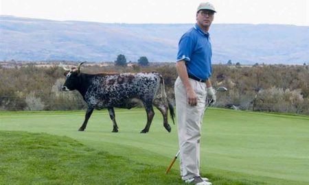 Author’s golf pal, Allen Schauffler, uncertain where to turn after a large bovine suddenly appears on the 10th tee at Alta Lake GC in north-central Washington.