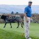 Author’s golf pal, Allen Schauffler, uncertain where to turn after a large bovine suddenly appears on the 10th tee at Alta Lake GC in north-central Washington.