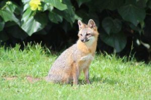 Winning photograph of the Red Fox from Southwinds Golf Course, FL. Photo credit: Cheryl Glick.