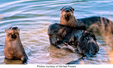 Naples Lakes Country Club Otters Photo Courtesy of Michael Powers