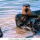 Naples Lakes Country Club Otters Photo Courtesy of Michael Powers