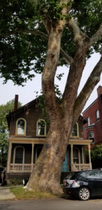 oldest tree in buffalo