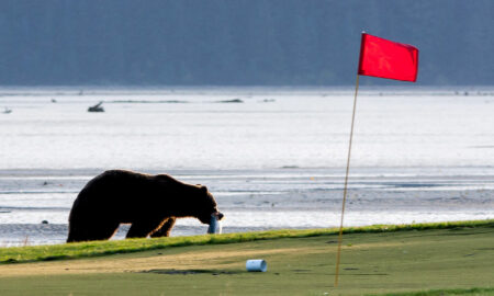 A Brown Bear Catches a Salmon After Tearing out a Cup at Valley of the Eagles Golf Links (Photo by Ron Horn)