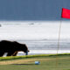 A Brown Bear Catches a Salmon After Tearing out a Cup at Valley of the Eagles Golf Links (Photo by Ron Horn)