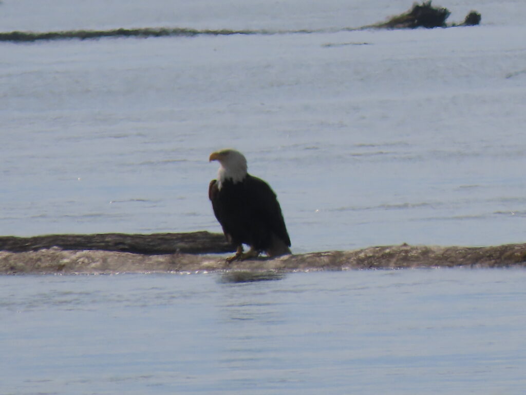 Eagle on Sandbar off its Namesake Golf Course