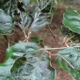 Beech Leaf Disease