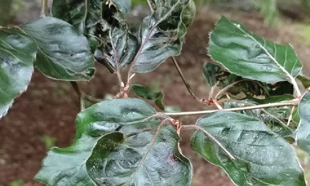 Beech Leaf Disease