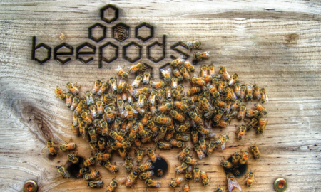 beepod