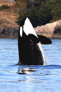 Vancouver Island Orca Spy Hop British Columbia