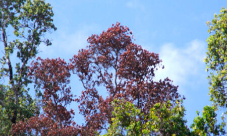 Rapid Ohia Death and Treatment in Hawaii