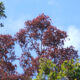 Rapid Ohia Death and Treatment in Hawaii