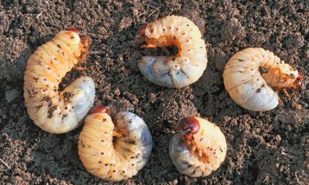 White grubs