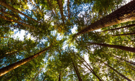 Hemlock Trees