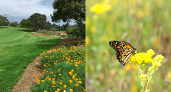 Golf courses create over 1,000 acres of butterfly habitat through Monarchs in the Rough