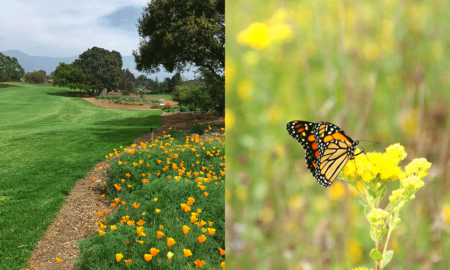 Monarchs in the Rough