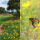 Monarchs in the Rough