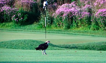 Keller Golf Course Superintendent Paul Diegnau helps boy scout and Osprey