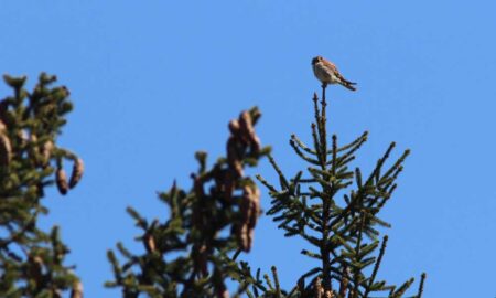 American Kestrel after release at Mendham Golf & Tennis Club in New Jersey. (Photo credit: Port Authority of NY-NJ)