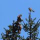 American Kestrel after release at Mendham Golf & Tennis Club in New Jersey. (Photo credit: Port Authority of NY-NJ)