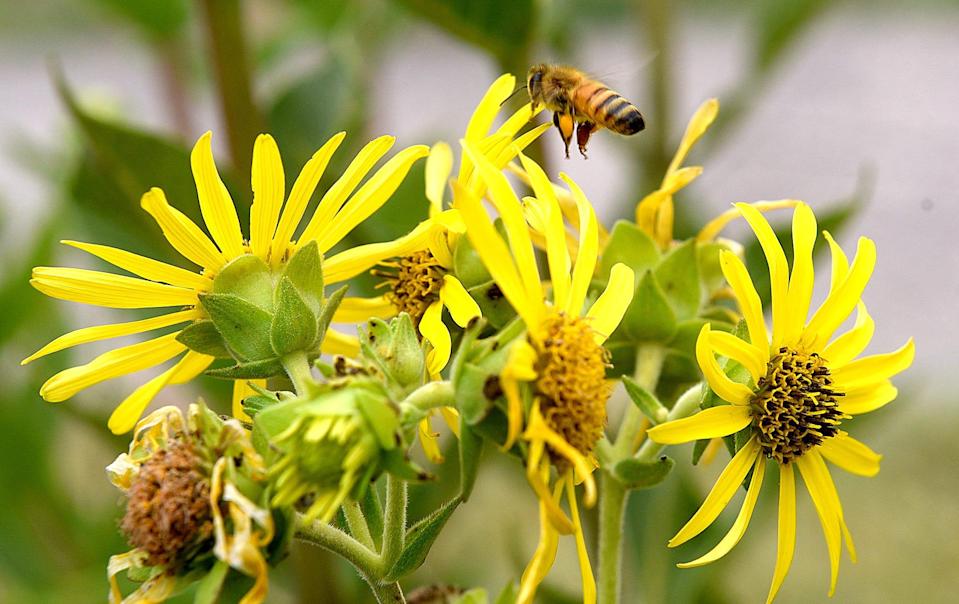 Bees on Golf Course Flowers