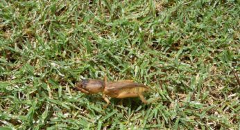 Syngenta enhances GreenTrust® 365 mole cricket assurance