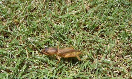 Adult mole cricket Syngenta assurance program