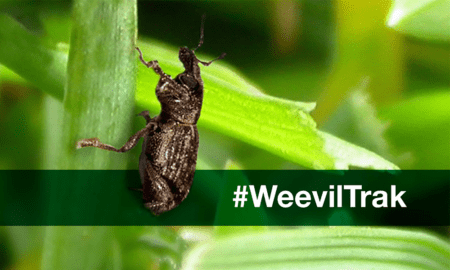 WeevilTrak