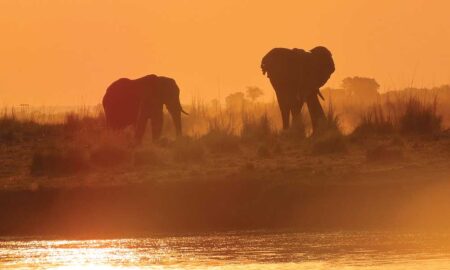 Elephants at Sunset by the Water