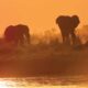 Elephants at Sunset by the Water