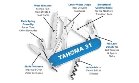 Tahoma 31 Bermudagrass