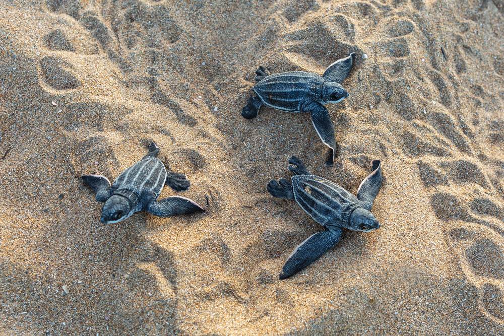 Turtles Hatching 