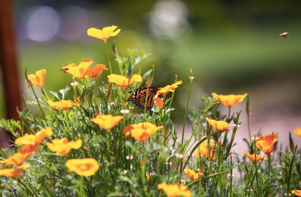 Monarch Butterfly at Temecula Creek Golf Club