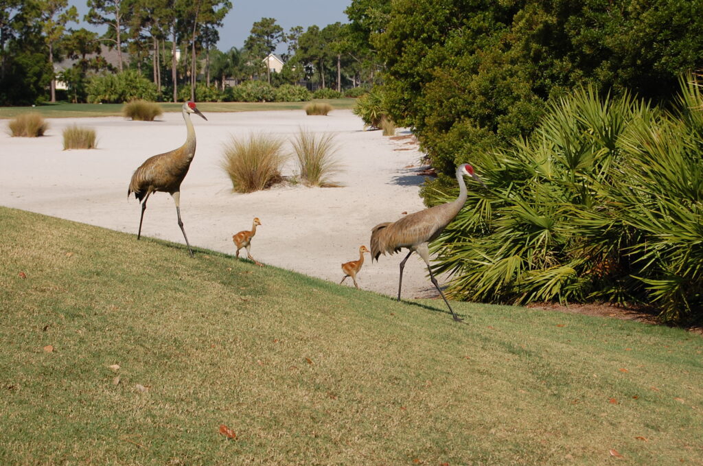 bird family