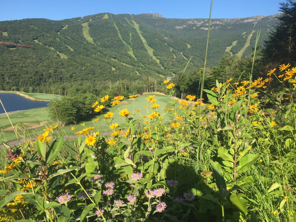 #9 Tee Bergamot-Milkweed-False Sunflower-Big Bluestem - THE CLUB AT SPRUCE PEAK THE MOUNTAIN COURSE