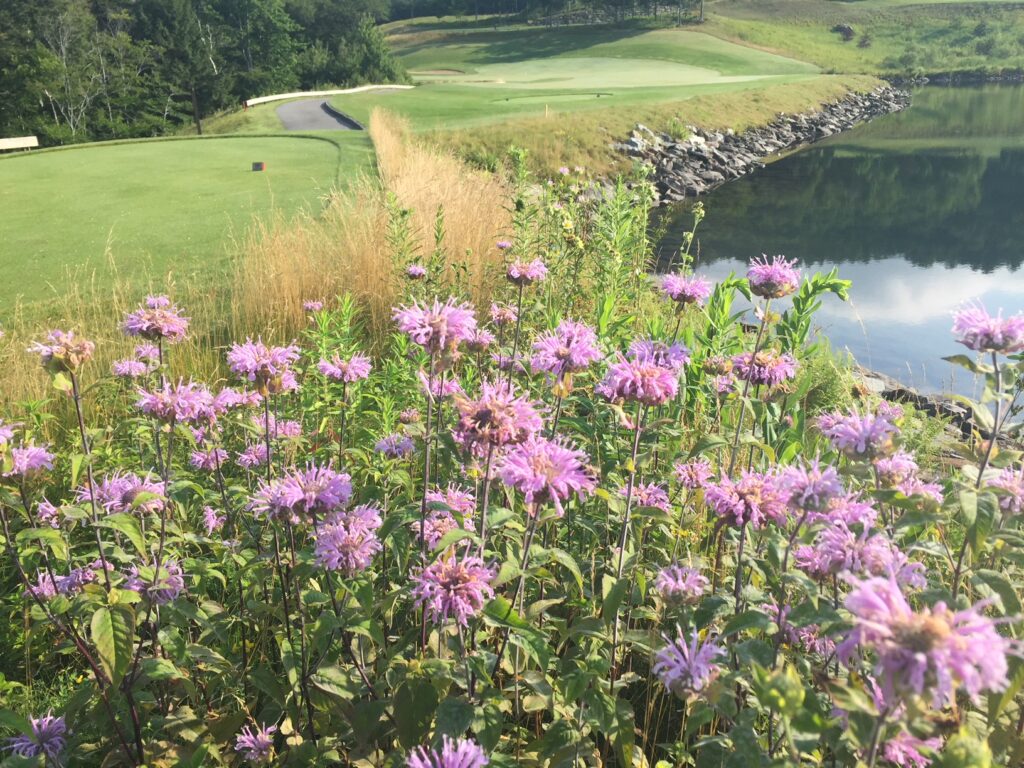 Bergemot on #9 Tee - THE CLUB AT SPRUCE PEAK THE MOUNTAIN COURSE