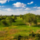 Buffalo Dunes